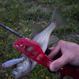 ラージマウスバス