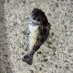 クロソイ