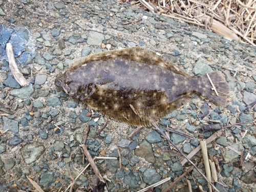 ソゲの釣果