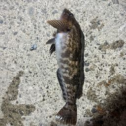 アイナメ