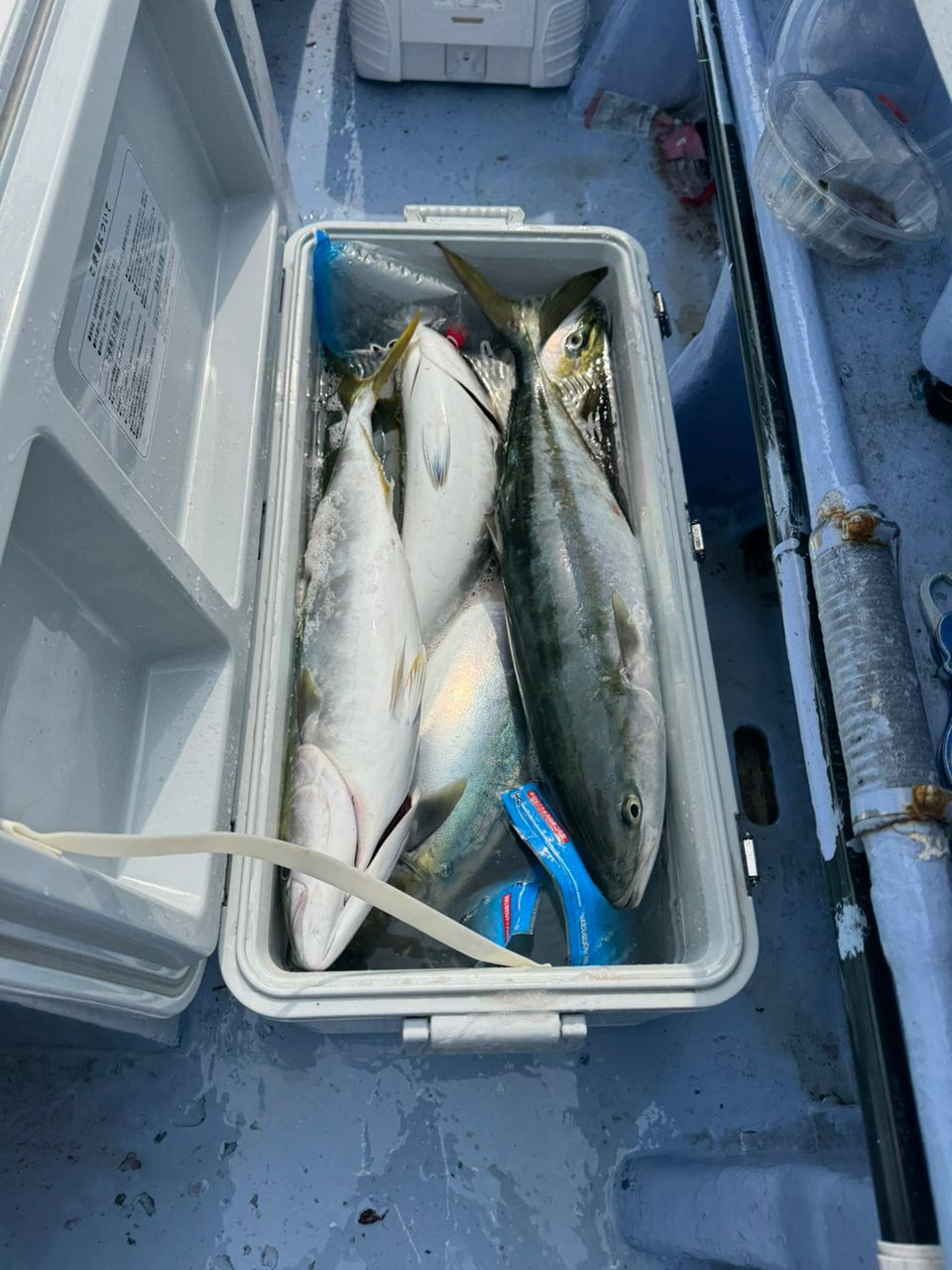 あたるんさんの釣果 2枚目の画像