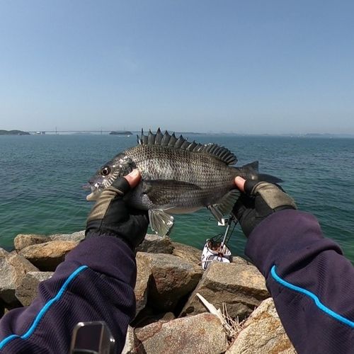 チヌの釣果