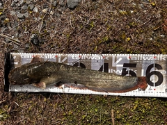 ニホンナマズの釣果