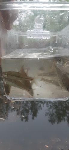 クチボソの釣果