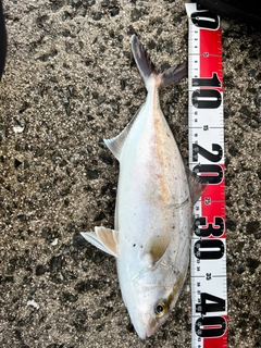 ネリゴの釣果