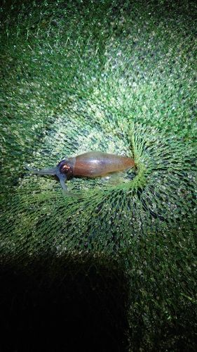 ホタルイカの釣果