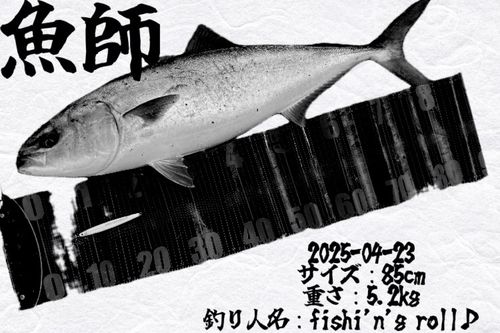 ブリの釣果