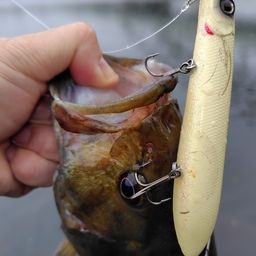 スモールマウスバス