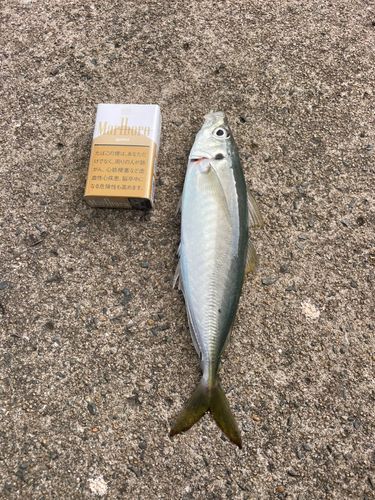 マルアジの釣果