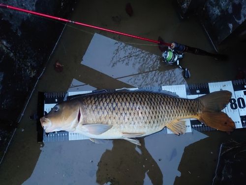 コイの釣果