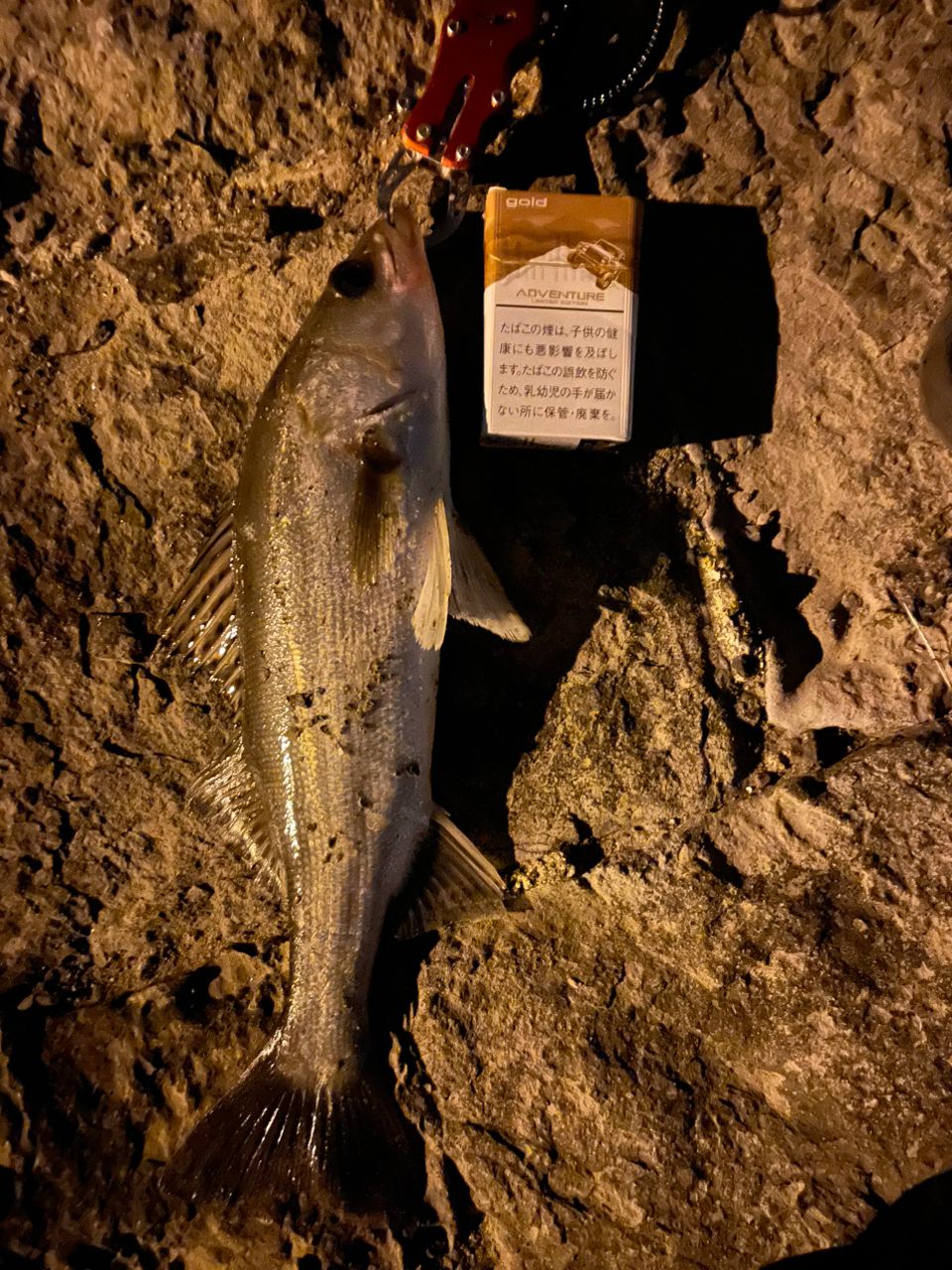 セイゴ（マルスズキ）