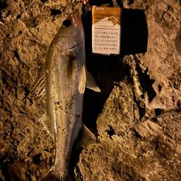 セイゴ（マルスズキ）