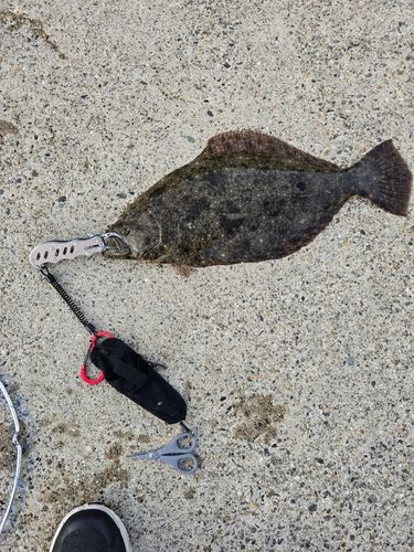 ヒラメの釣果