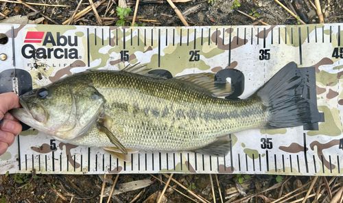 ブラックバスの釣果