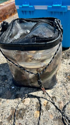 チカの釣果