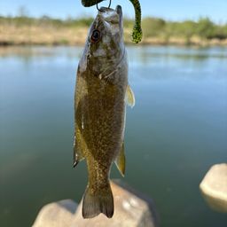 スモールマウスバス