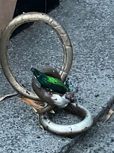 コウイカの釣果