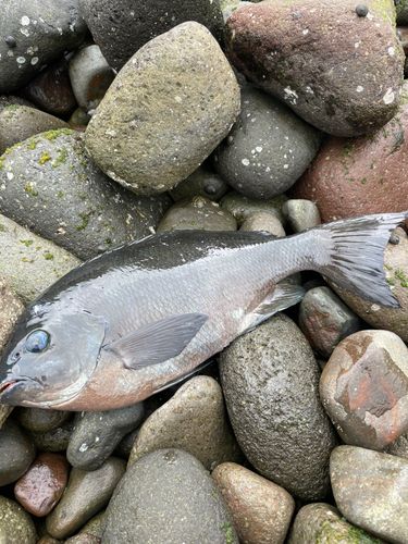 メジナの釣果
