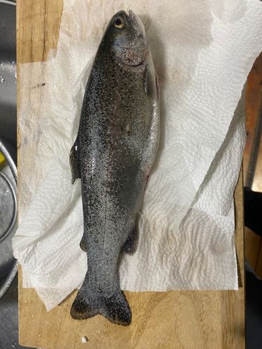 ニジマスの釣果
