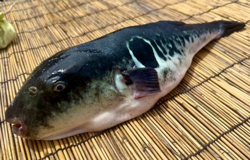 トラフグの釣果