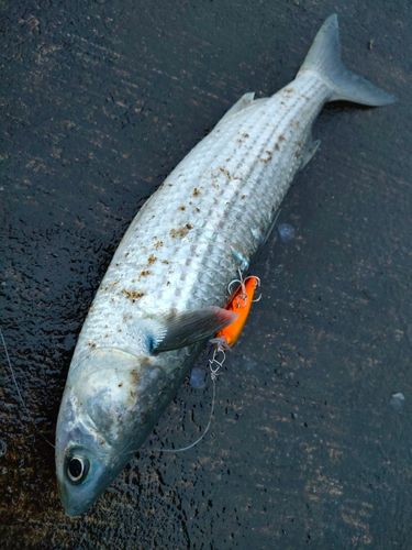 ボラの釣果