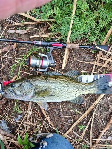 ラージマウスバスの釣果