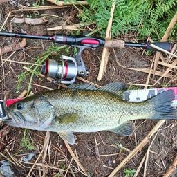 ラージマウスバス