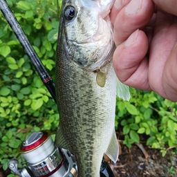 ラージマウスバス