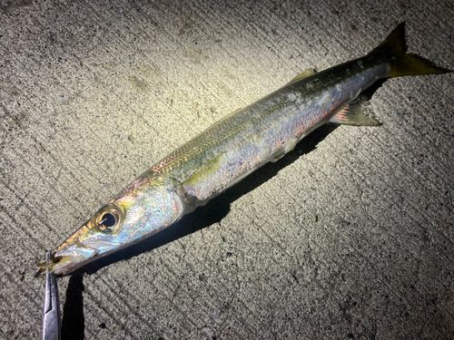 アカカマスの釣果