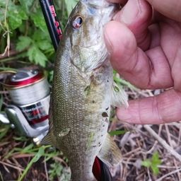 スモールマウスバス