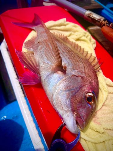 マダイの釣果
