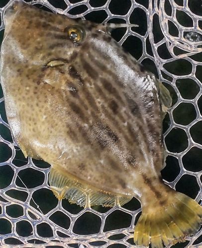 カワハギの釣果