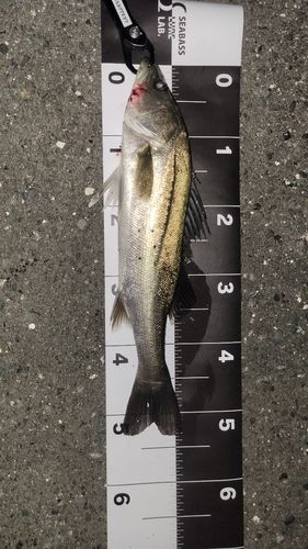 シーバスの釣果