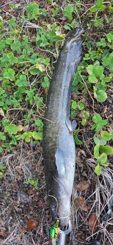 ニホンナマズの釣果
