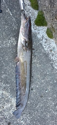 ニホンナマズの釣果