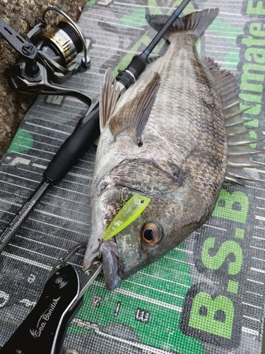 チヌの釣果