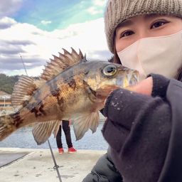 メバル