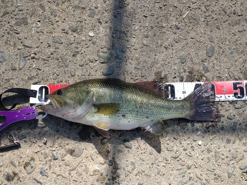 ブラックバスの釣果