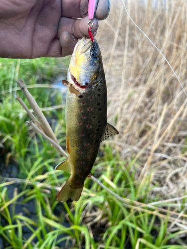 ブラウントラウトの釣果