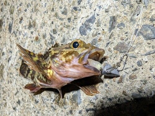カサゴの釣果
