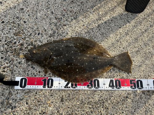 ヒラメの釣果