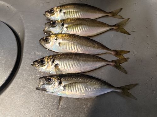 アジの釣果