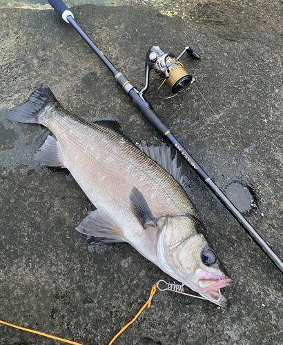 ヒラスズキの釣果
