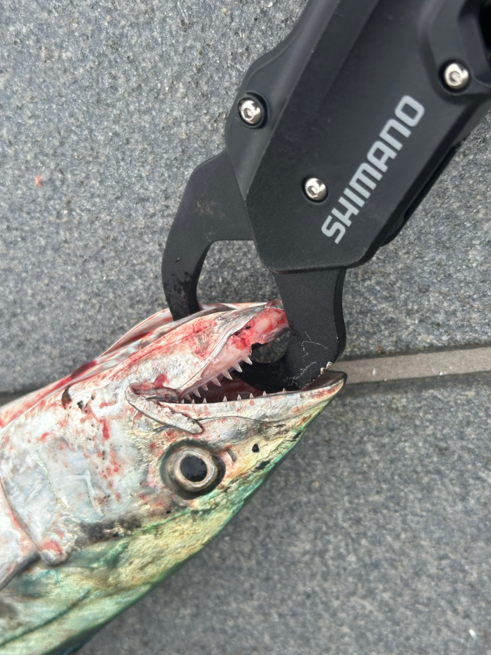 SHIMANO 20コルトスナイパー XR S100MLの最安値・インプレ・釣果 SHIMANO 20コルトスナイパー XR S100MLの最安値・インプレ・釣果