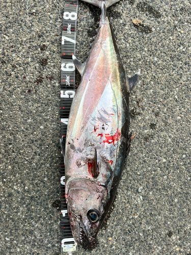 イソマグロの釣果