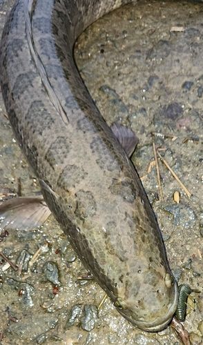 ライギョの釣果