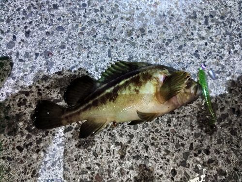 シマゾイの釣果