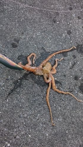 テナガダコの釣果