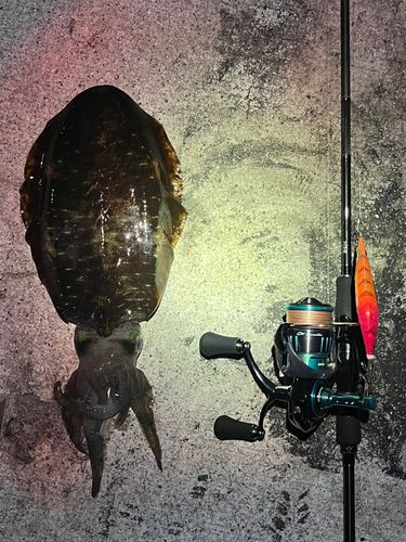 アオリイカの釣果