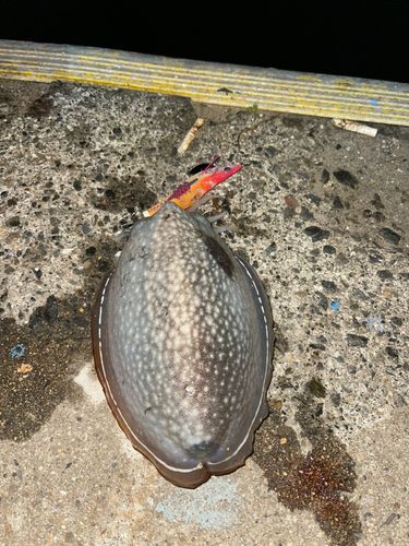 シリヤケイカの釣果